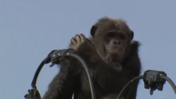 შიმპანზის გაქცევა: თავისუფლებისმოყვარე პრიმატი მაინც შეიპყრეს - Sputnik საქართველო