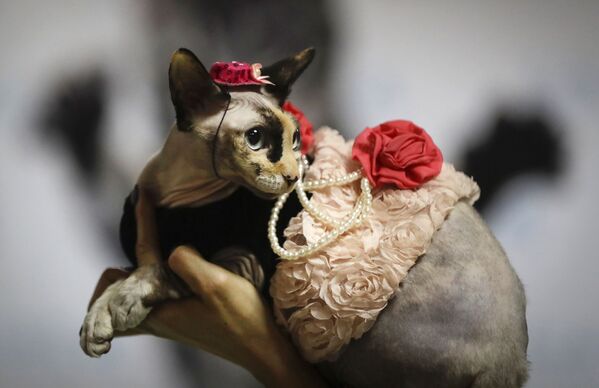 Женщина демонстрирует своего кота в модном костюме во время двухдневной выставки кошек в Минске - Sputnik Грузия