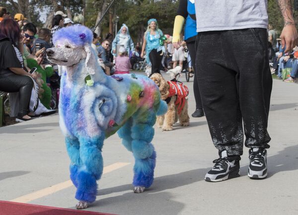 Собаки и их владельцы проходят по красной ковровой дорожке на ежегодном параде Haute Dog Howl'oween в штате Калифорния - Sputnik Грузия