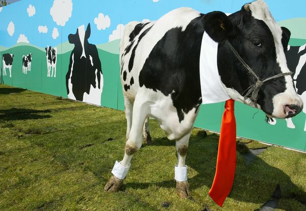 Корова демонстрирует галстук испанского дизайнера David Delfin в Сан-Себастьяне-де-лос-Рейес недалеко от Мадрида - Sputnik Грузия