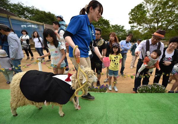 Овца в костюме ручной работы во время показа мод на ферме в пригороде Токио - Sputnik Грузия