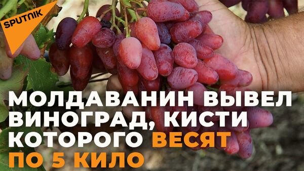 Молдавский селекционер выводит уникальные сорта винограда - Sputnik Грузия
