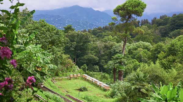 Батумский ботанический сад - вечнозеленые растения и вид на горную Аджарию - Sputnik Грузия