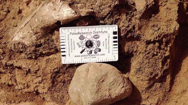 Археологи обнаружили новый очаг гоминидов в Дманиси
 - Sputnik Грузия