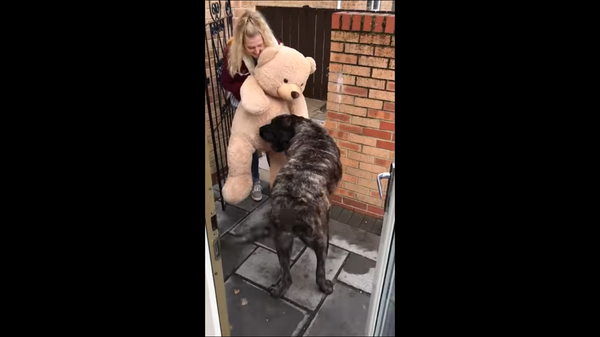 Хозяйка подарила псу огромного плюшевого мишку, и он невероятно счастлив – видео - Sputnik Грузия
