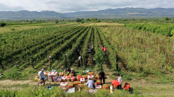Сбор урожая винограда - ртвели 2021 в Кахети - Sputnik Грузия