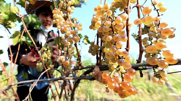 Сбор урожая винограда - ртвели 2021 в Кахети - Sputnik Грузия