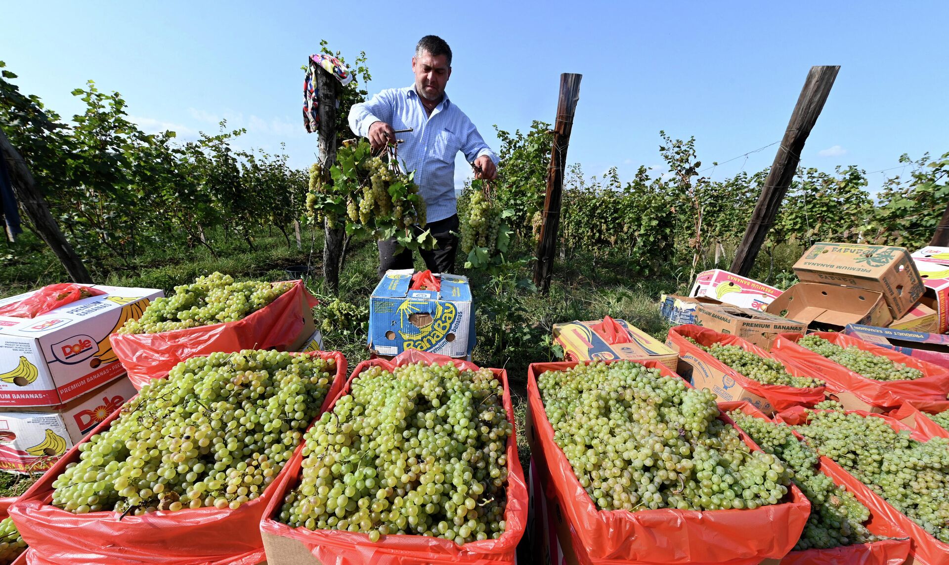 Сбор урожая винограда - ртвели 2021 в Кахети - Sputnik Грузия, 1920, 26.09.2022