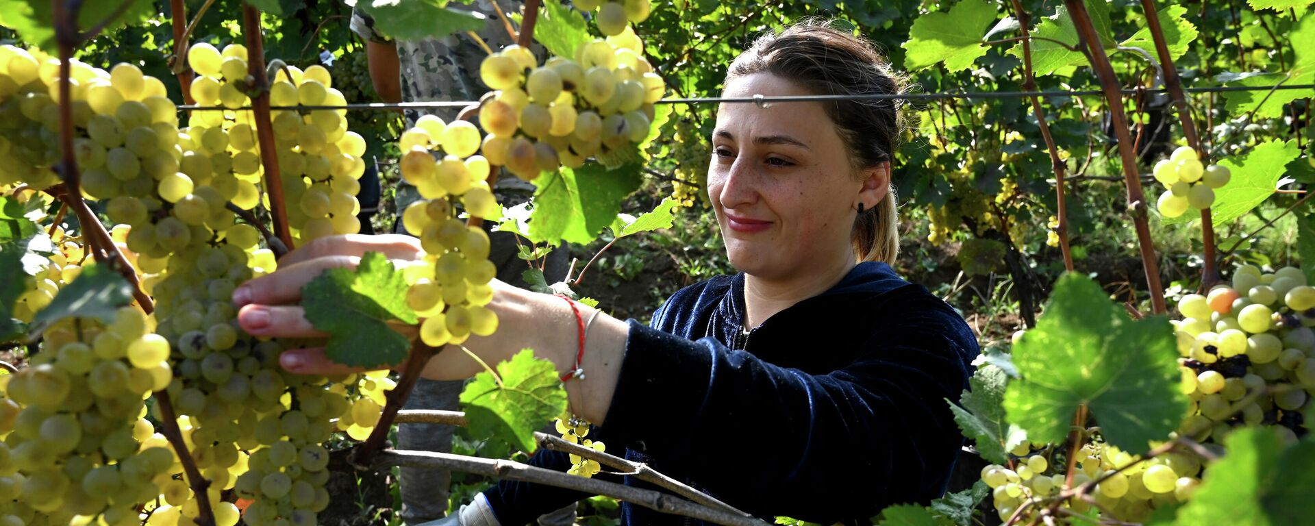 Сбор урожая винограда - ртвели 2021 в Кахети - Sputnik Грузия, 1920, 21.09.2021