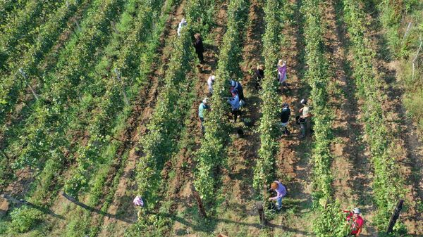 Сбор урожая винограда - ртвели в Кахети - Sputnik Грузия