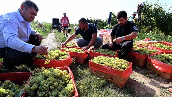 Сбор урожая винограда - ртвели 2021 в Кахети. Фермеры работают на винограднике - Sputnik Грузия
