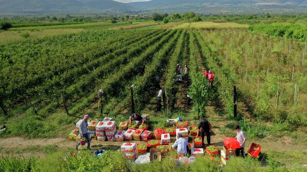 Ртвели-2021 в Грузии: как урожай винограда собирают в Кахети - видео - Sputnik Грузия