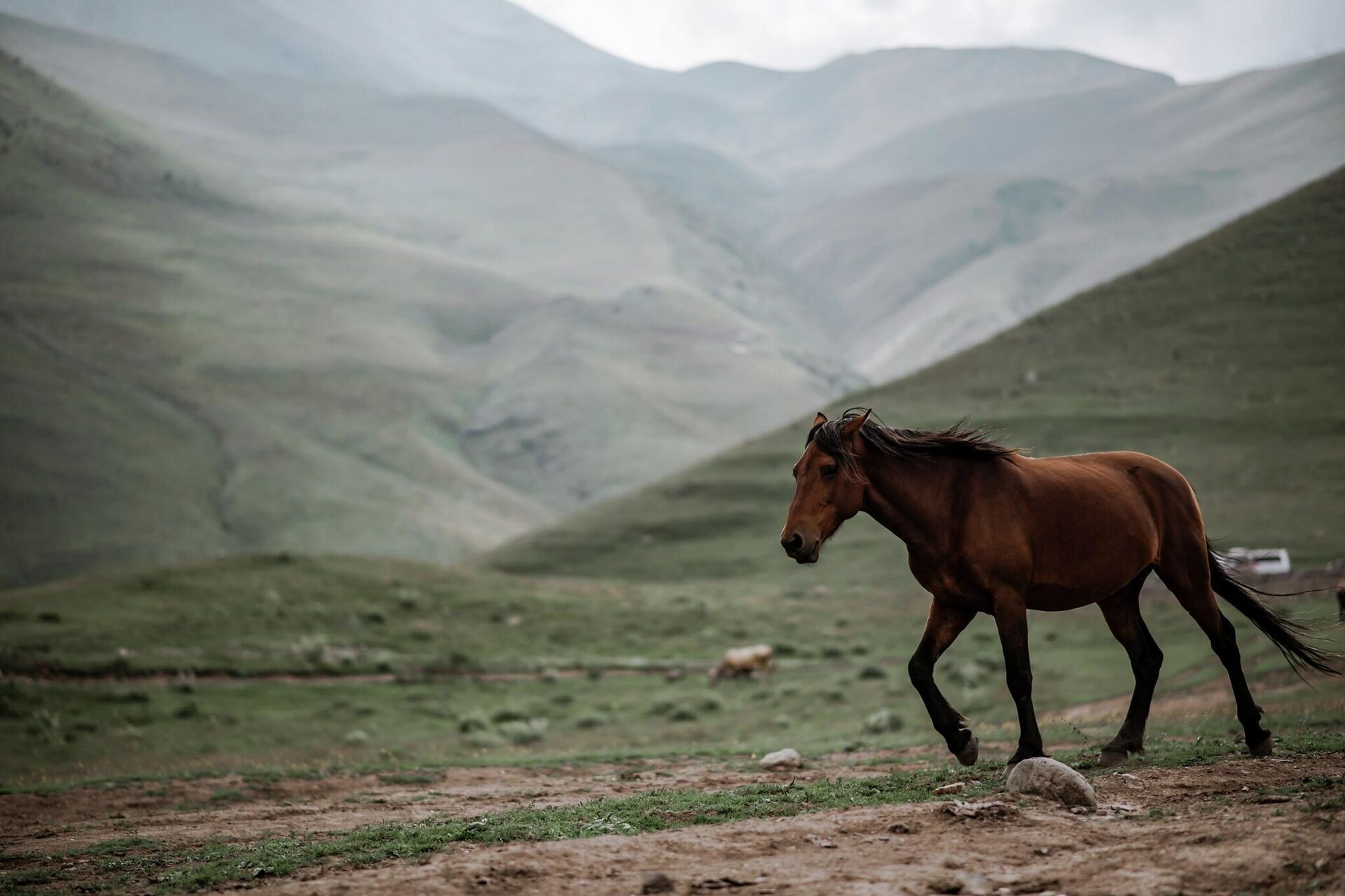 Конь бежит по горному склону. Казбеги. Горный пейзаж - Sputnik Грузия, 1920, 22.10.2025