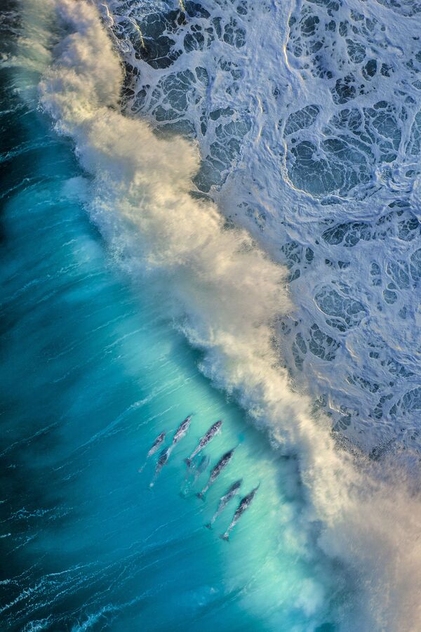 Стая дельфинов ловит волну. Мыс Натуралист, Западная Австралия - Sputnik Грузия