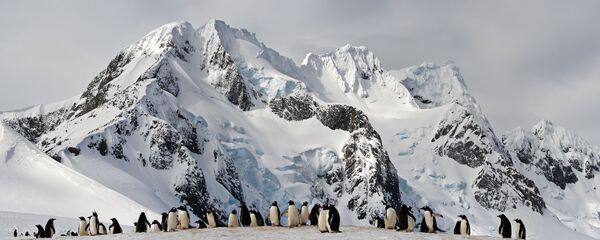 Снимок &quot;Колония пингвинов&quot; американского фотографа Тома Шекелса - Sputnik Грузия