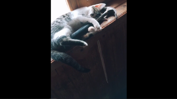 Безопасность прежде всего: кот живет со стаей хаски и спит в обнимку с молотком – видео - Sputnik Грузия