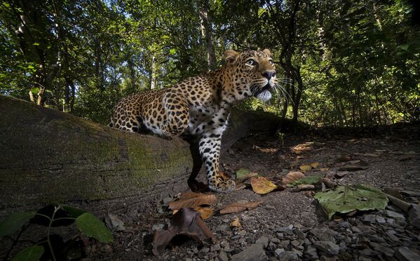 Индийский леопард запустил фотоловушку, расположенную в тигровом заповеднике Корбетт, Уттаракханд. Снимок &quot;Прогулка кота&quot; фотографа Шиванга Мехты  - Sputnik Грузия
