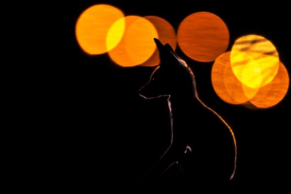 Фотограф Мохаммад Мурад провел более двух месяцев, наблюдая за поведением арабских рыжих лис в Кувейтском регионе. Лисы поначалу были напуганы, но после частых визитов фотографа стали чувствовать себя более комфортно в его присутствии - Sputnik Грузия
