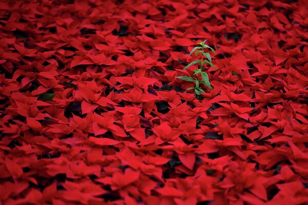 Шесть гектаров традиционных рождественских красных цветов пуансеттии в питомнике Дублина готовы отправиться в цветочные магазины для продажи - Sputnik Грузия