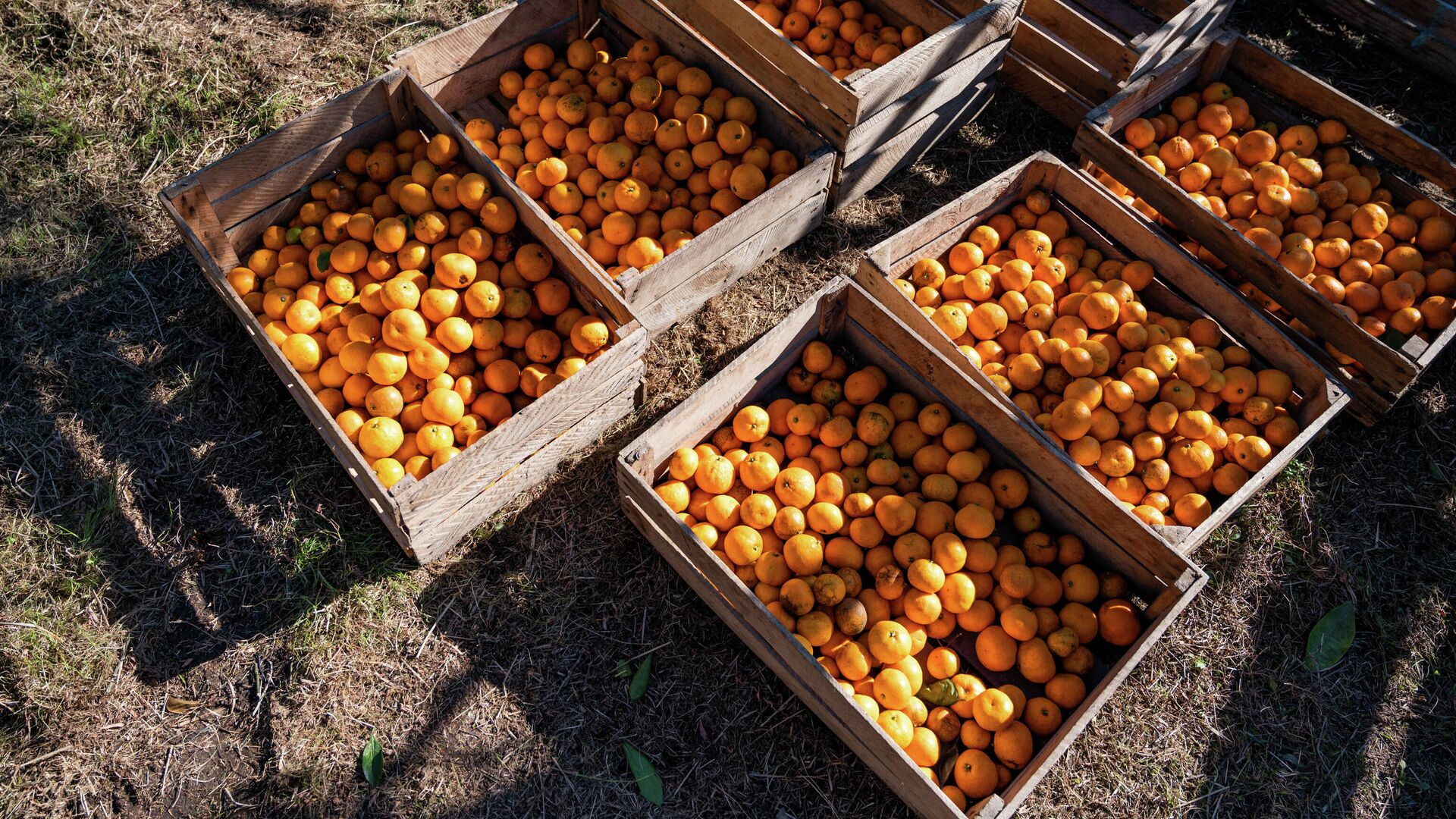 Сбор урожая мандаринов 2021 - Sputnik Грузия, 1920, 20.12.2021