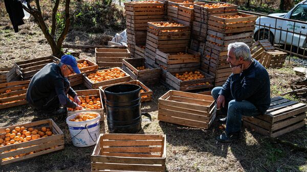 Сбор урожая мандаринов 2021 - Sputnik Грузия