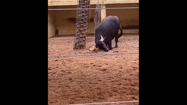 Буйвол помог перевернувшейся на спину черепахе и удивил посетителей зоопарка – видео - Sputnik Грузия