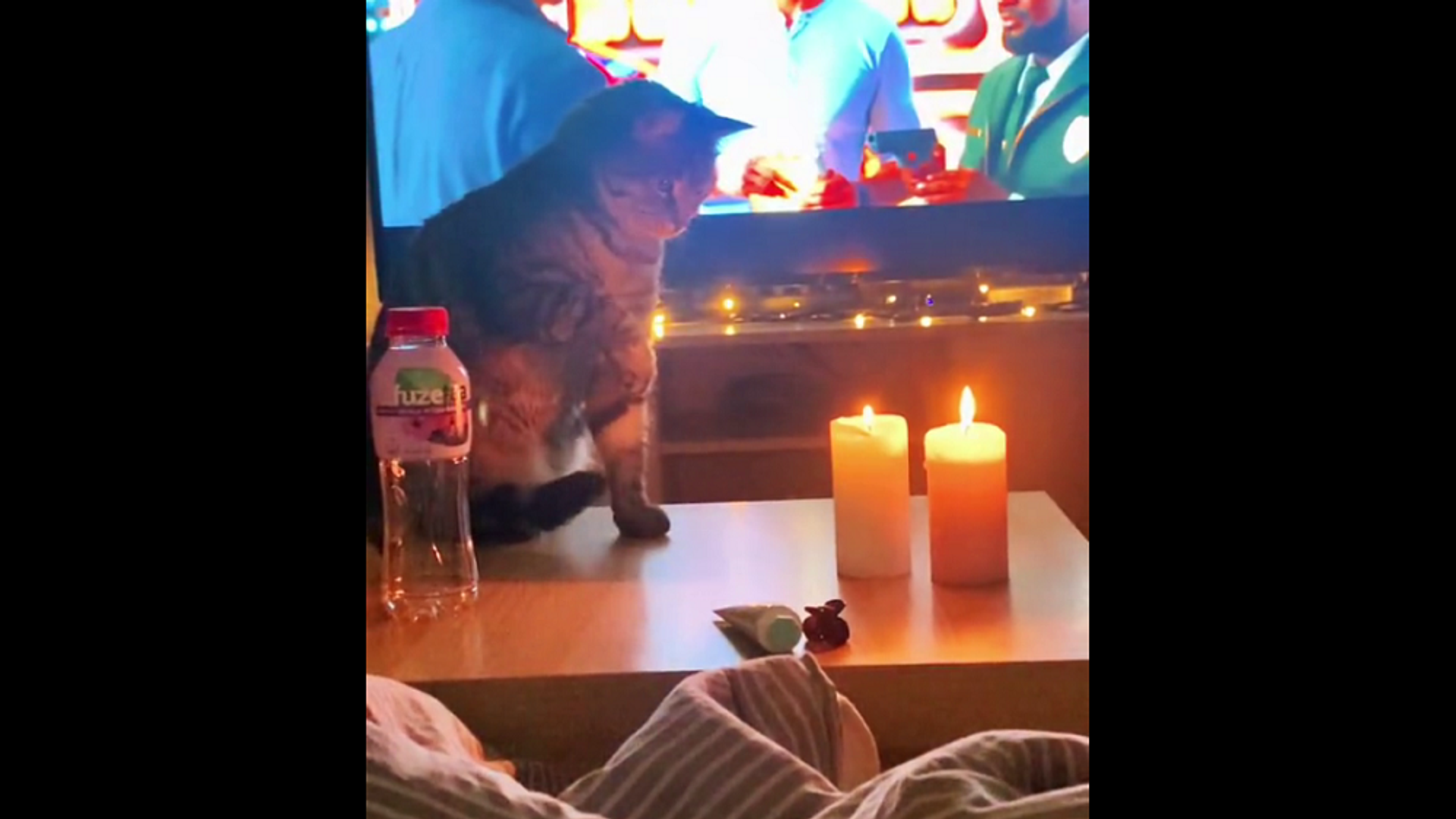 Кот впервые увидел свечи – видео его забавной реакции - Sputnik Грузия, 1920, 23.12.2021