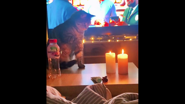 Кот впервые увидел свечи – видео его забавной реакции - Sputnik Грузия