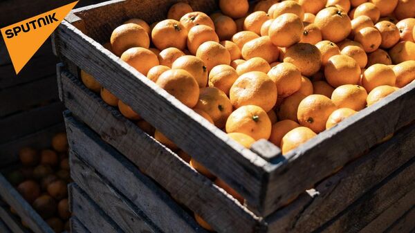 Зимнее лакомство из Грузии: как собирают мандарины на экспорт - видео - Sputnik Грузия