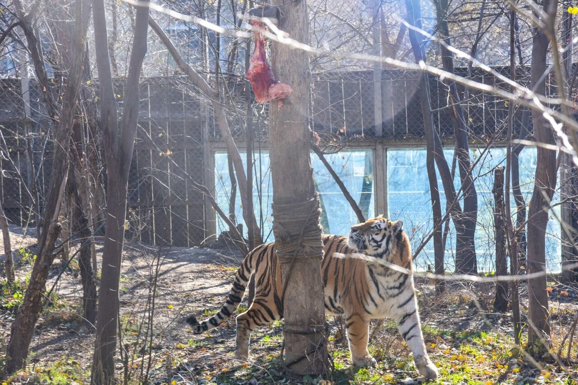 Амурский тигр Тор в тбилисском зоопарке
 - Sputnik Грузия, 1920, 30.12.2021
