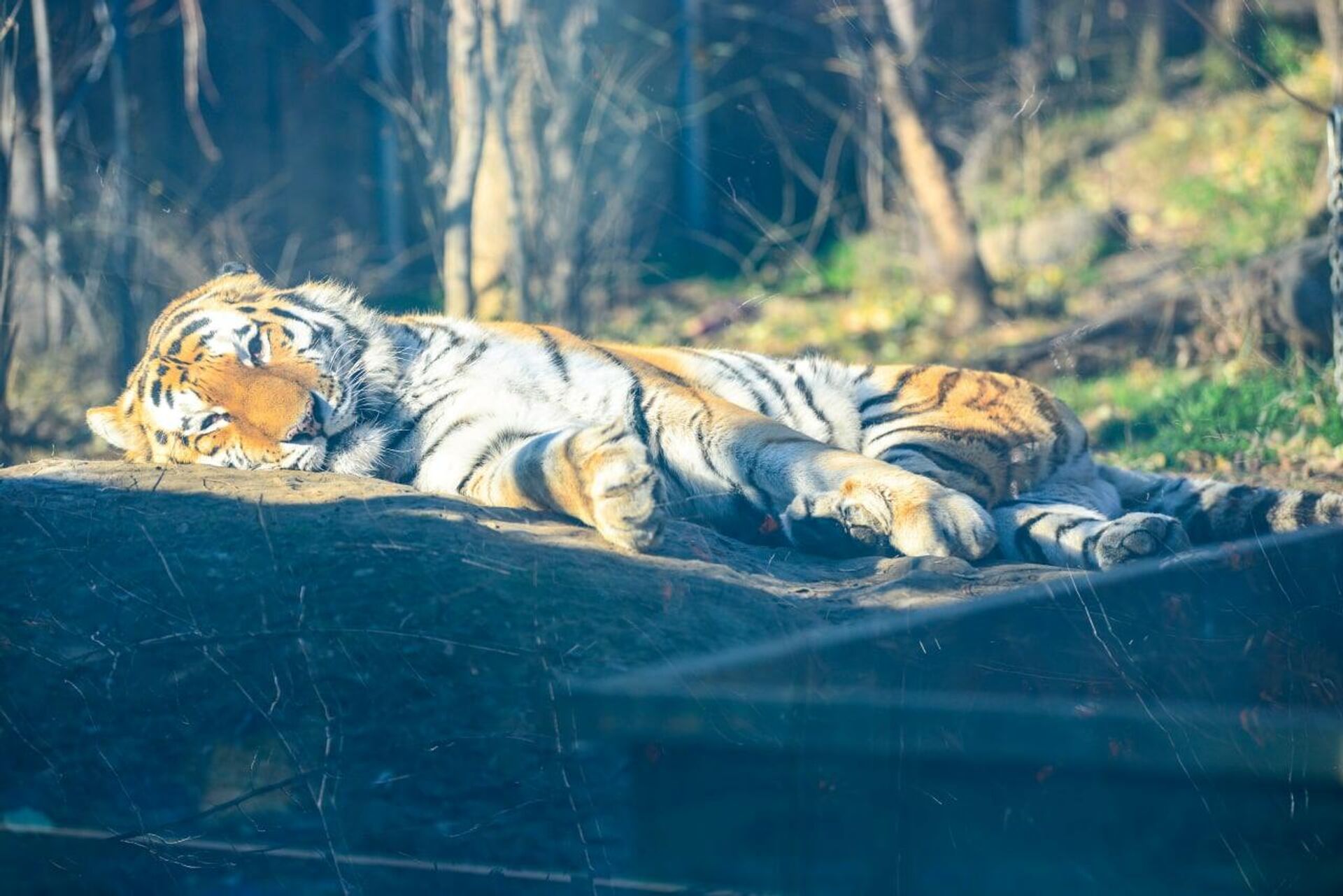 Амурский тигр Тор в тбилисском зоопарке - Sputnik Грузия, 1920, 30.12.2021
