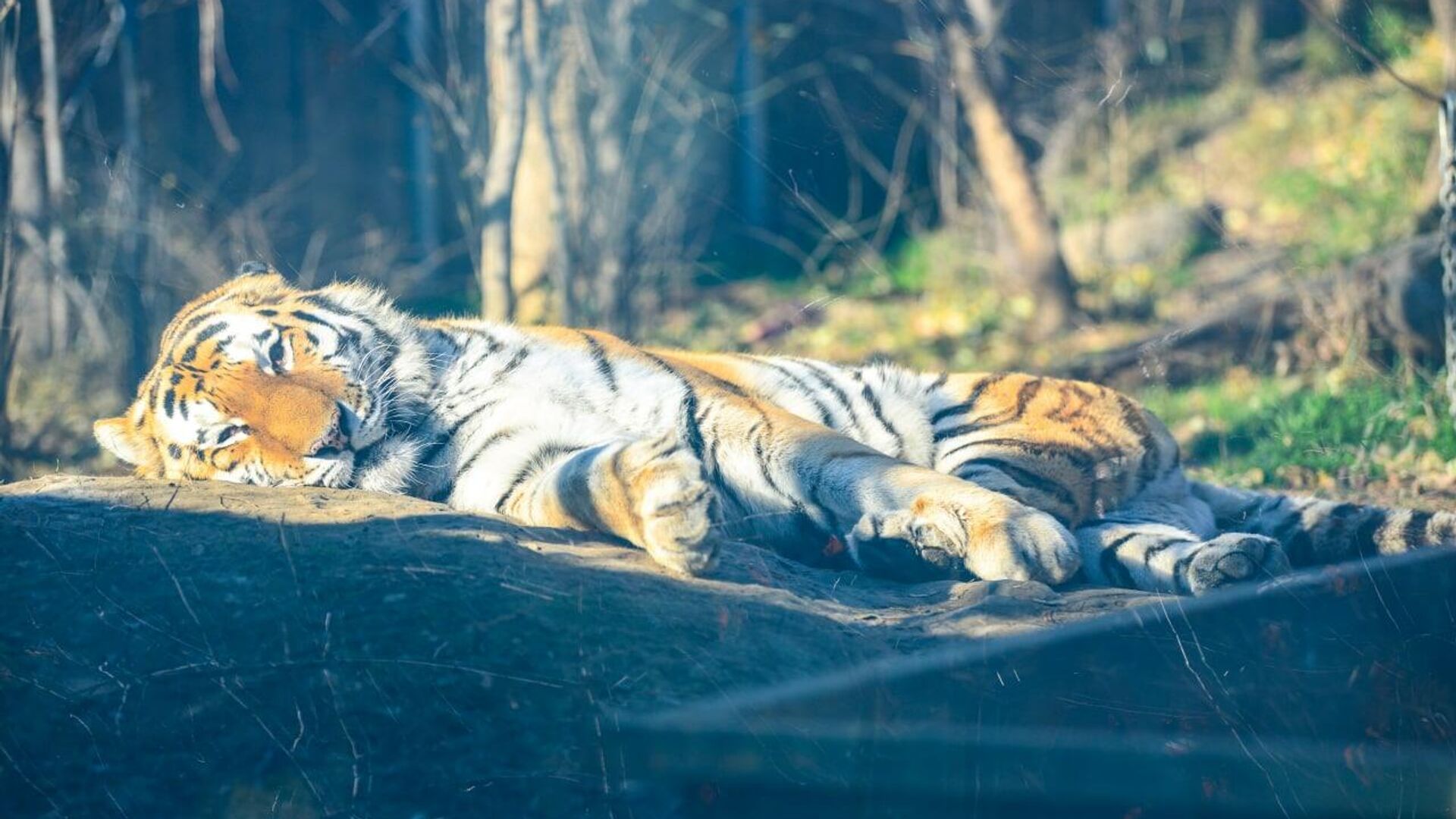 Амурский тигр Тор в тбилисском зоопарке - Sputnik Грузия, 1920, 04.01.2022