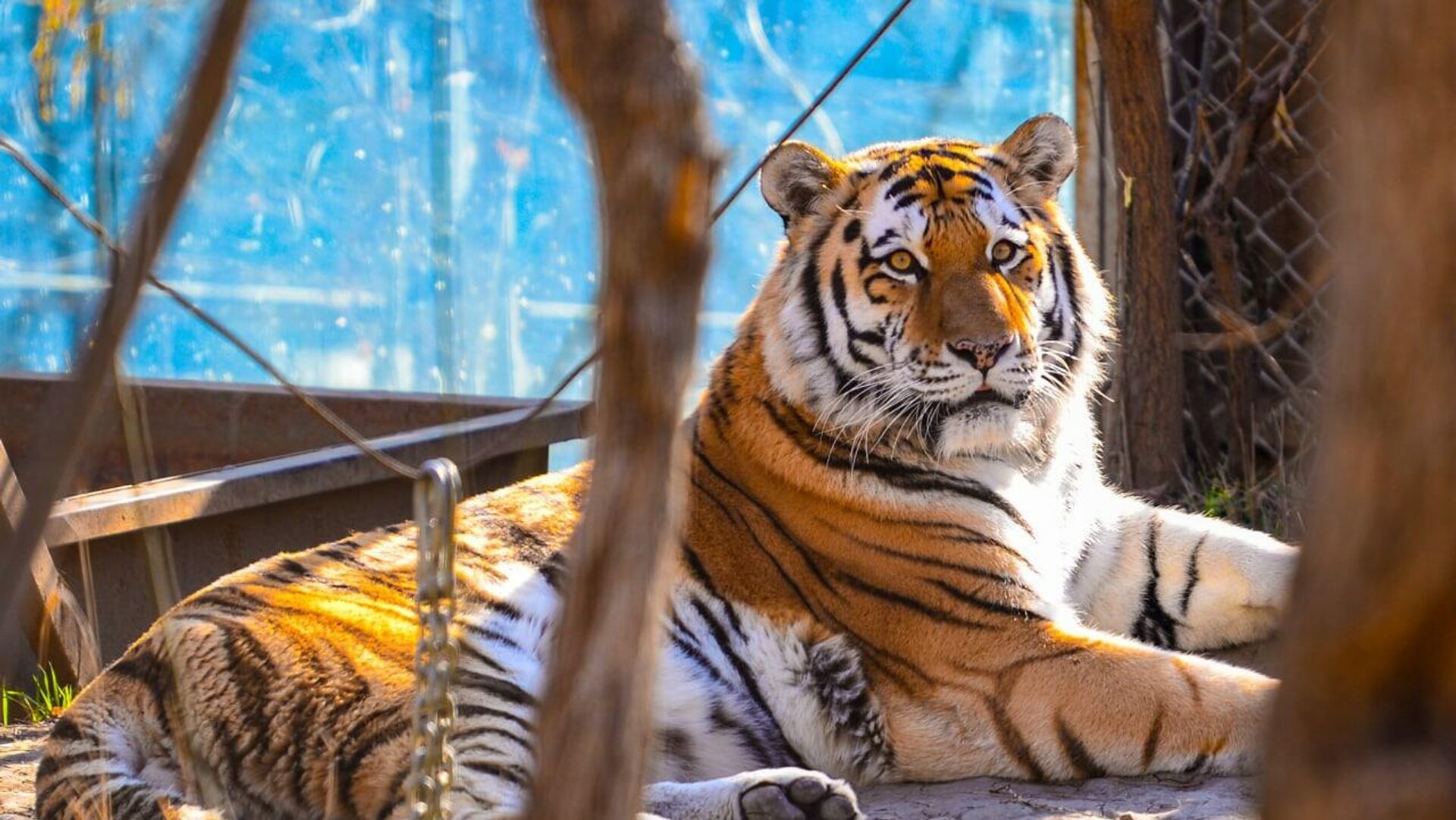 Амурский тигр Тор в тбилисском зоопарке - Sputnik Грузия, 1920, 05.01.2022