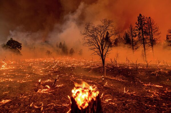 Дым окутывает деревья, когда в лесу бушует Сахарный пожар (Sugar Fire), часть крупного пожара Бекворт, Дойл, штат Калифорния, июль 2021 года. - Sputnik Грузия