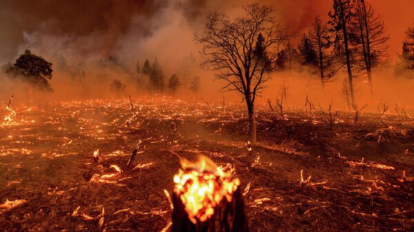 Дым окутывает деревья, когда в лесу бушует Сахарный пожар (Sugar Fire), часть крупного пожара Бекворт, Дойл, штат Калифорния, июль 2021 - Sputnik Грузия