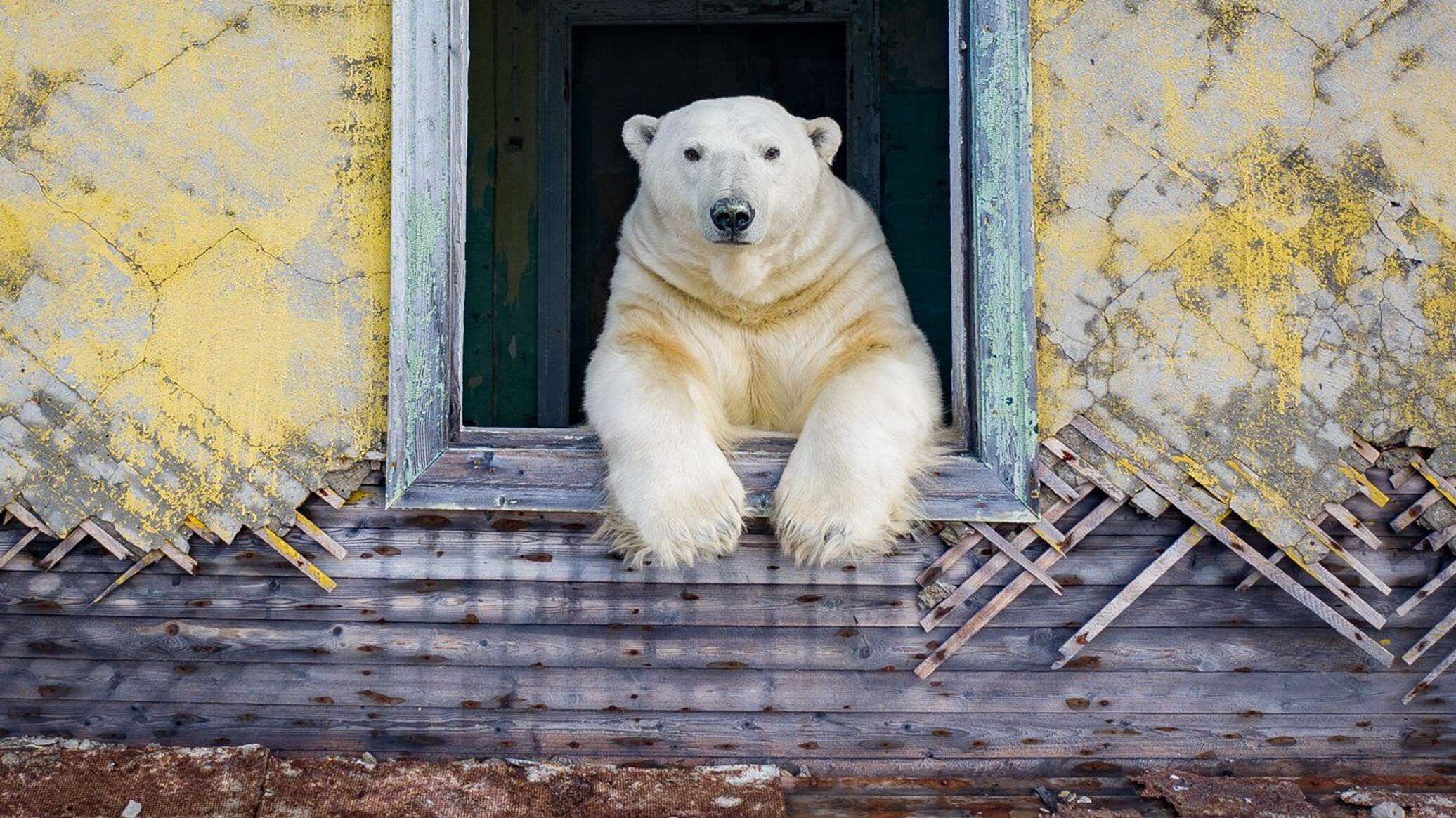 Медведь на даче