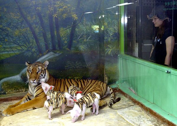 Примечательно, что разозленные тигры никогда не рычат - они шипят.Туристы наблюдают за тигрицей с поросятами в зоопарке Шри Рача под Бангкоком. - Sputnik Грузия