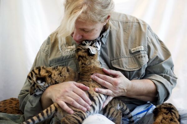 Воспитательница питомника кормит новорожденных малайзийских тигрят в зоопарке в Цинциннати в США - Sputnik Грузия