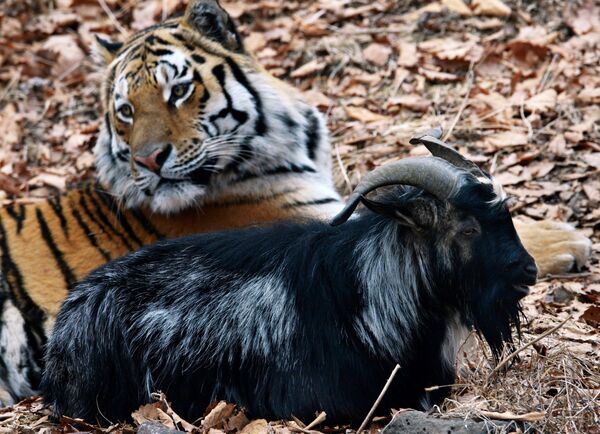 Тигры - это самодостаточные и храбрые хищники. Уссурийский тигр Амур и козел Тимур в вольере Приморского сафари-парка.  - Sputnik Грузия