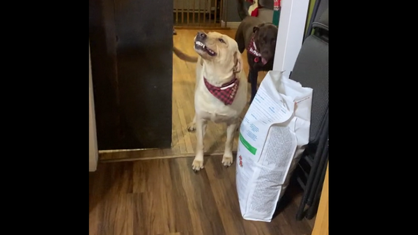 Собака с улыбкой на лице пытается пробраться на кухню, куда ей запрещено – забавное видео - Sputnik Грузия