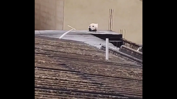 Оптическая иллюзия с лежащей на крыше дома головой лабрадора удивила Сеть – видео - Sputnik Грузия