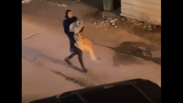 Девушка тащит по улице возмущающегося льва словно младенца – необычное видео - Sputnik Грузия