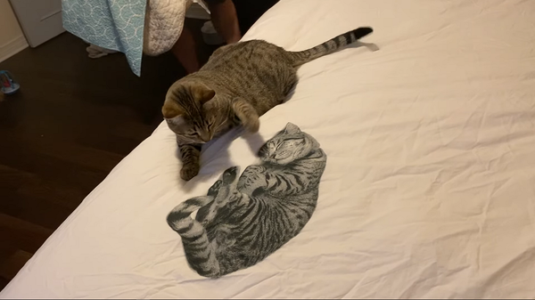 Кот залез на кровать и увидел покрывало с рисунком себя – видео его реакции - Sputnik Грузия