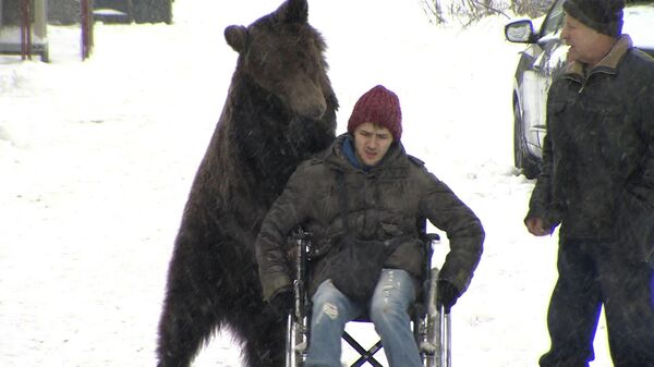 Медведь везет инвалидную коляску с дрессировщиком - Sputnik Грузия
