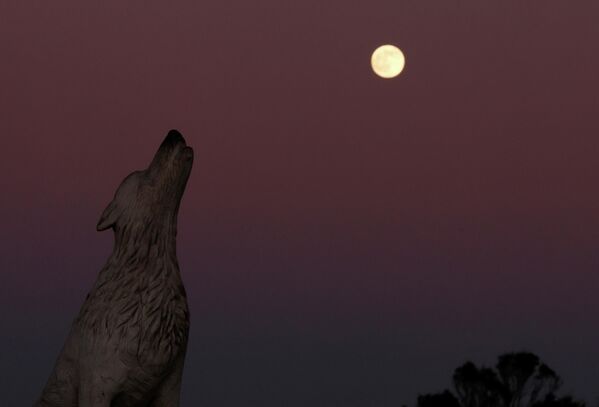 Волчья Луна поднимается над статуей волка в Великобритании - Sputnik Грузия