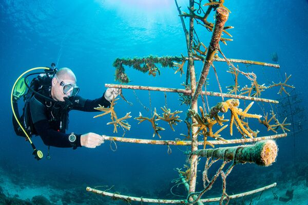 Снимок &quot;Коралловое дерево&quot;  фотографа Кэтрин Холмс, победивший в категории &quot;Охрана подводного мира&quot; - Sputnik Грузия