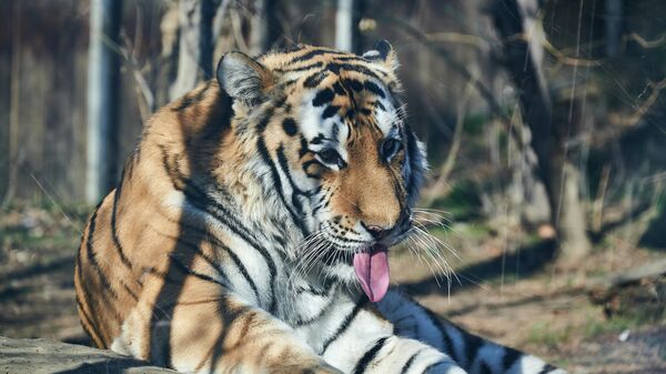 Тбилисский зоопарк в январе. Животные греются на солнце. Амурский тигр - Sputnik Грузия