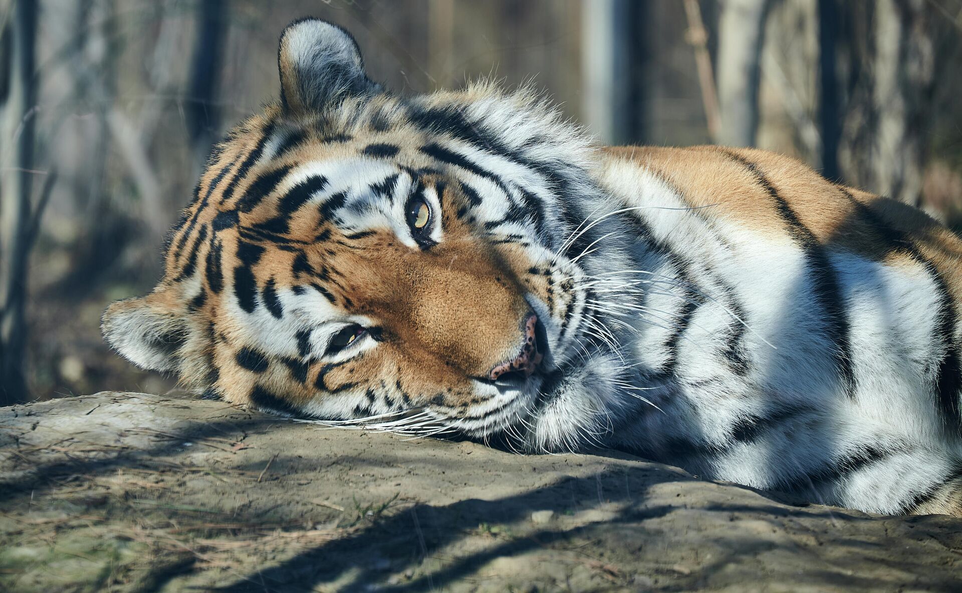 Тбилисский зоопарк в январе. Животные греются на солнце. Амурский тигр - Sputnik Грузия, 1920, 31.05.2023