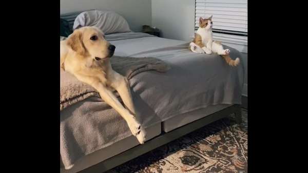 Кошка и собака разлеглись на диване и смотрят фильм про домашних животных – забавное видео - Sputnik Грузия