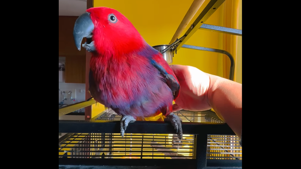 Я бы сошла с ума: попугай идеально имитирует мелодию звонка айфона – видео - Sputnik Грузия